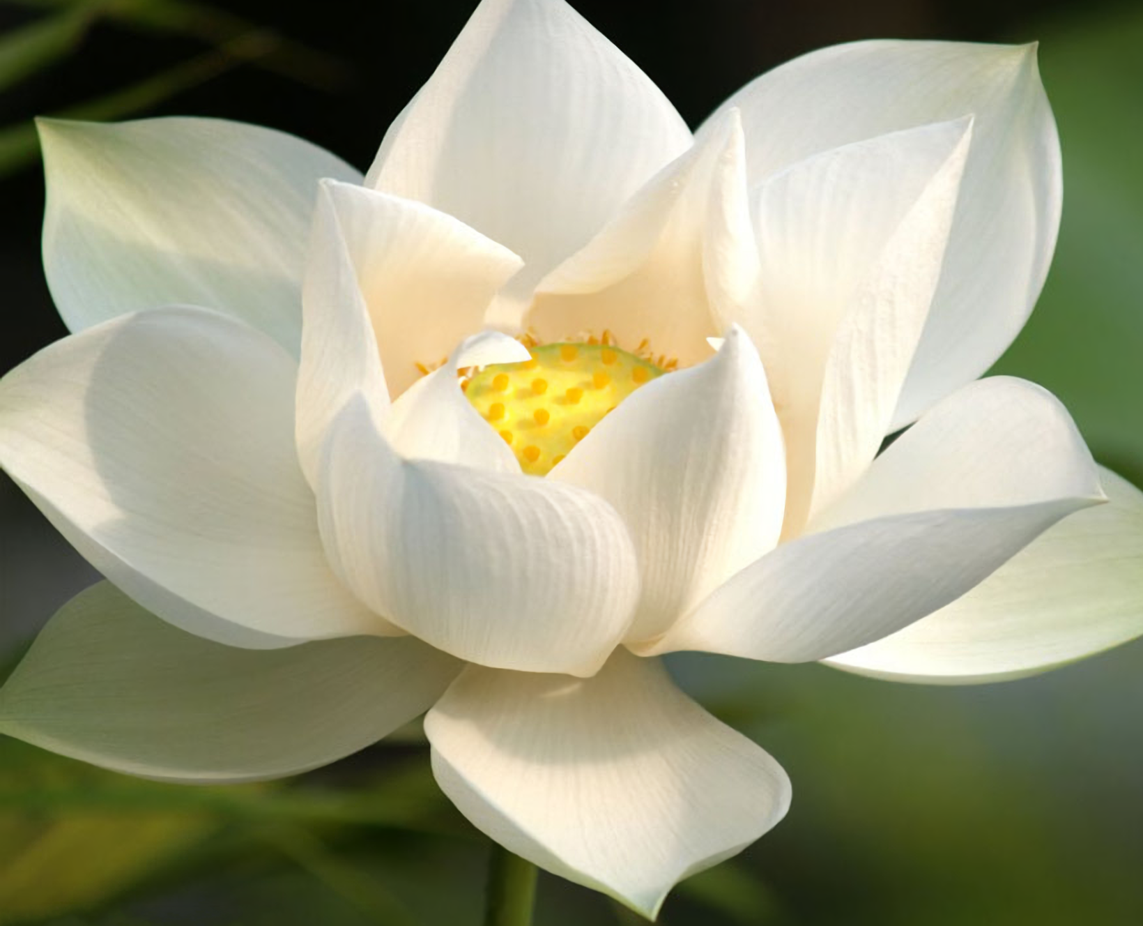 White Lotus Dreaming